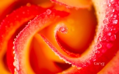 PeaceRose1920x12005-23-2012 11_26_28 AM Bing Desktop